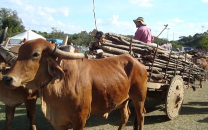 Tradicional Festa em Ibertioga termina neste domingo