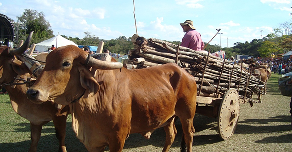 Tradicional Festa em Ibertioga termina neste domingo