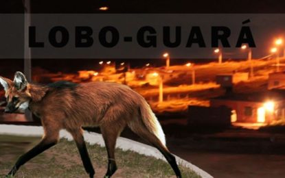 Lobo-guará em Barbacena