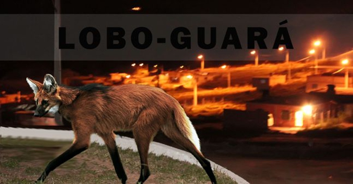 Lobo-guará em Barbacena