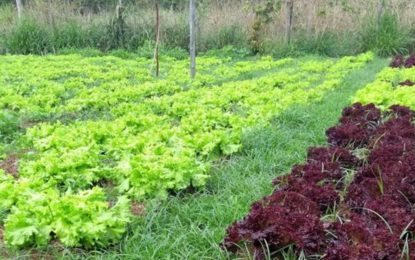 Secretários apresentam diretrizes para produção sustentável