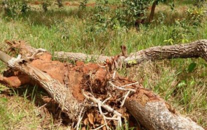 Minas Gerais é o estado que mais desmatou a Mata Atlântica entre 2017 e 2018