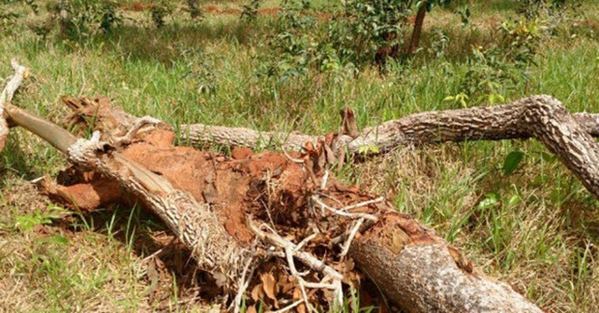 Minas Gerais é o estado que mais desmatou a Mata Atlântica entre 2017 e 2018