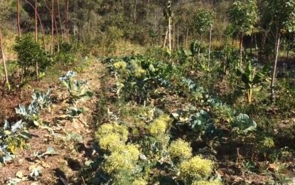 Micro e pequenas empresas do Sul de Minas tem alta em geração de empregos