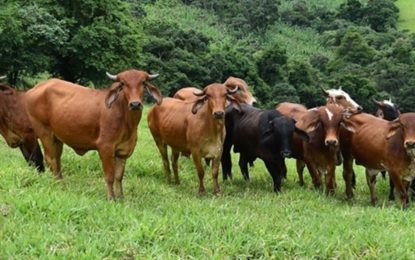 Abate de bovinos aumenta e chega a oito milhões de cabeças no segundo trimestre, de acordo com IBGE