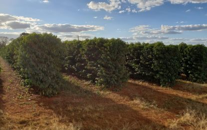 Exportação do café cresceu 28,2% em julho, afirma pesquisa