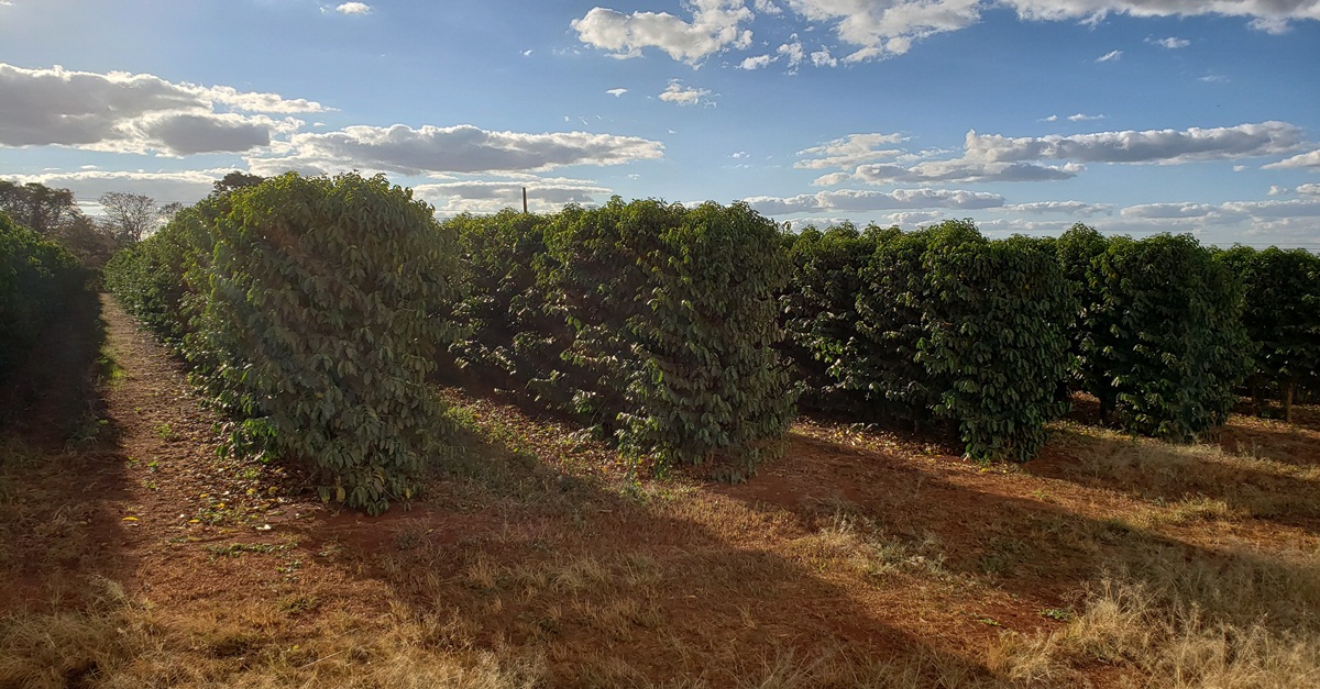 Exportação do café cresceu 28,2% em julho, afirma pesquisa