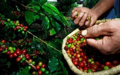 Cafeicultores realizam protesto em Cabo Verde
