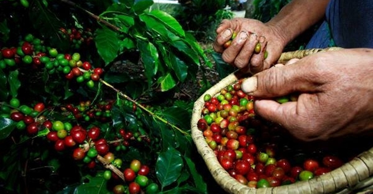 Cafeicultores realizam protesto em Cabo Verde