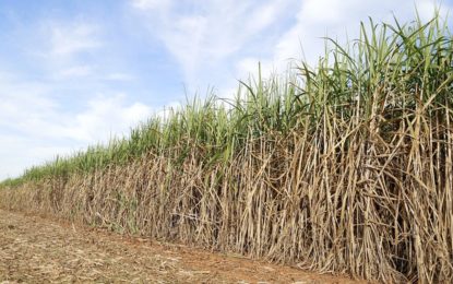 Gasolina declina e consumo de etanol cresce 70% em Minas Gerais