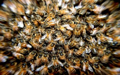 Enxame de abelha ataca cerca de 80 crianças em Salinas