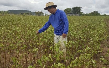 Adesão do Governo de Minas ao Garantia-Safra garante benefício ao agricultor familiar do semiárido