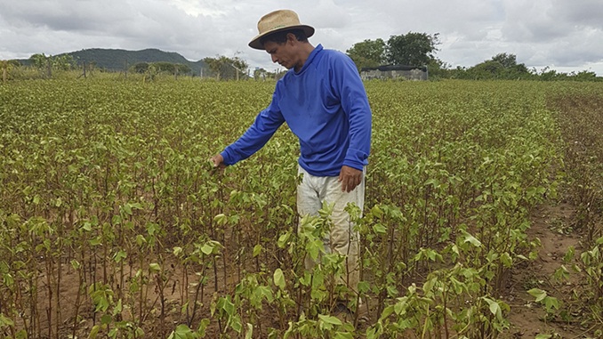 Adesão do Governo de Minas ao Garantia-Safra garante benefício ao agricultor familiar do semiárido