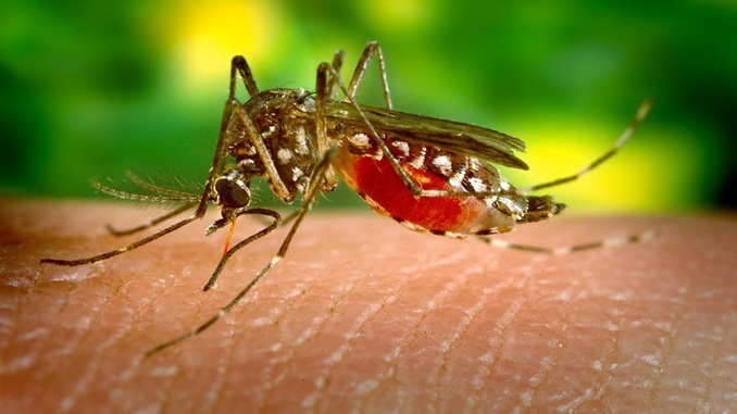 Regiões Sudeste e Centro-Oeste registraram mais casos de dengue em 2019