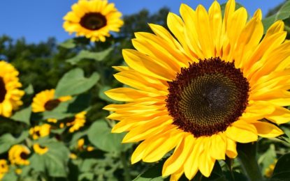 Girassol é símbolo de campanha para alertar sobre depressão