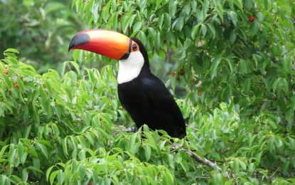 Operação combate o desmatamento da Mata Atlântica em Minas