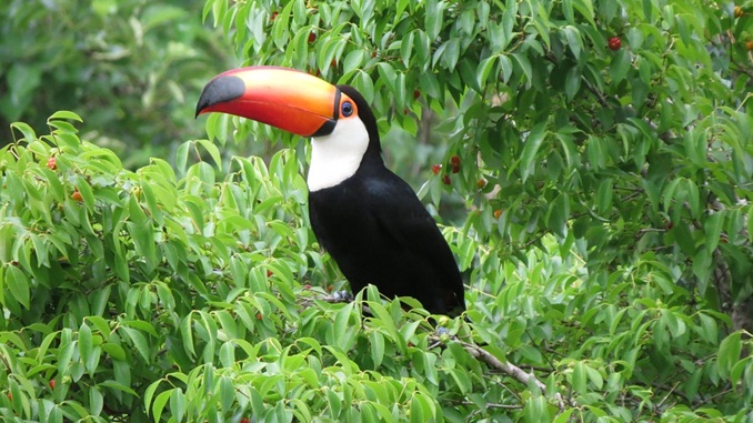 Operação combate o desmatamento da Mata Atlântica em Minas