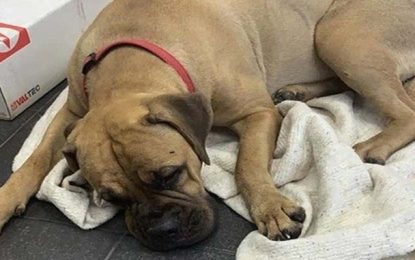 Cadela anda cerca de 200 km para voltar para casa e é rejeitada pelos donos