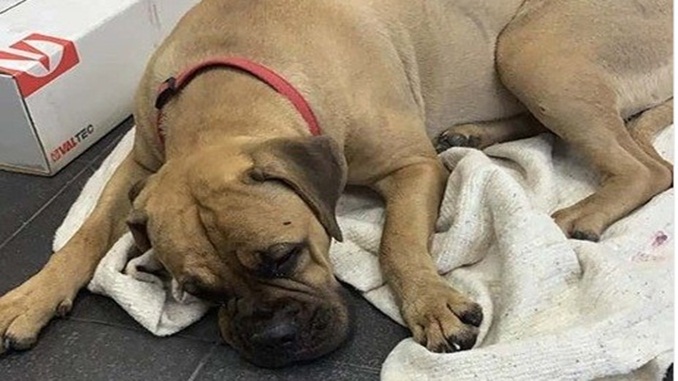 Cadela anda cerca de 200 km para voltar para casa e é rejeitada pelos donos