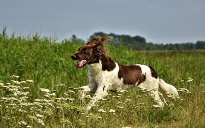 Corrida com animais faz bem para os humanos e para os pets; saiba os benefícios e cuidados