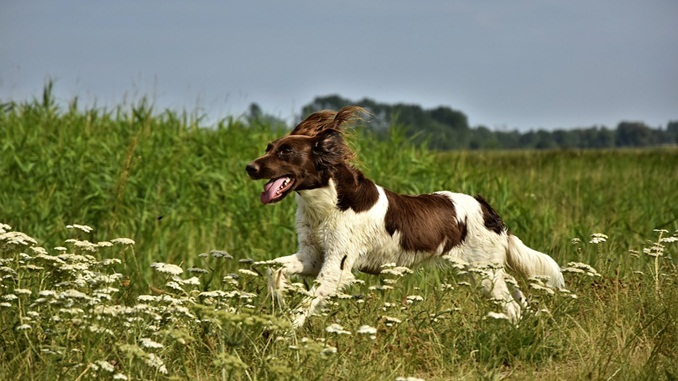 Corrida com animais faz bem para os humanos e para os pets; saiba os benefícios e cuidados