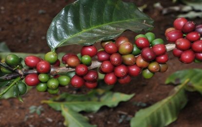 Divulgada a lista dos classificados do Concurso Estadual de Qualidade dos Cafés de Minas Gerais