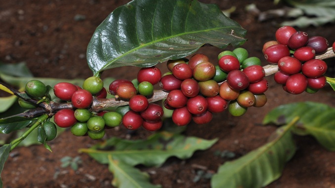 Divulgada a lista dos classificados do Concurso Estadual de Qualidade dos Cafés de Minas Gerais