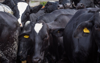 Preço da arroba do boi gordo em queda nesta terça-feira (29)