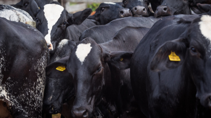 Preço da arroba do boi gordo em queda nesta terça-feira (29)