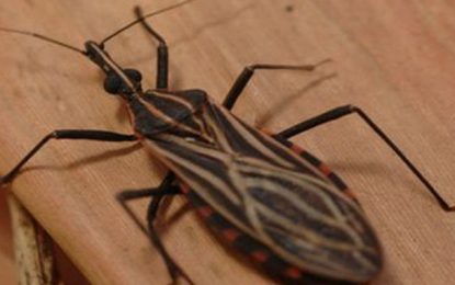 Empresa parceira da OMS vai investir US$ 20 milhões para pesquisa sobre doença de chagas