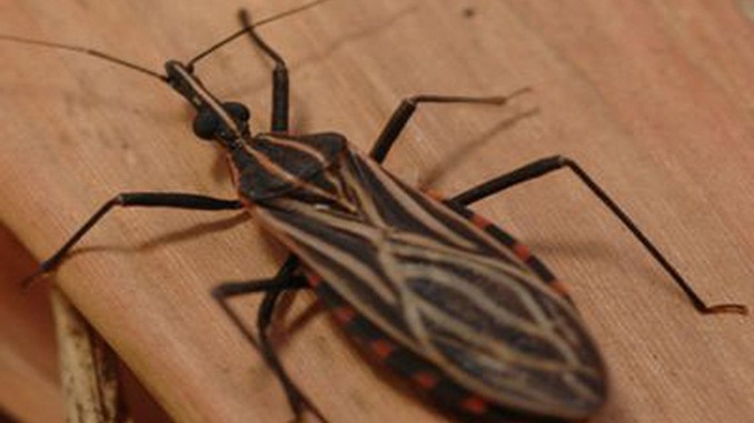 Empresa parceira da OMS vai investir US$ 20 milhões para pesquisa sobre doença de chagas