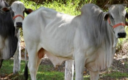 Mercado registra queda no valor da arroba do boi gordo