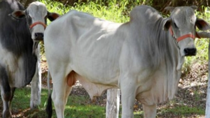 Mercado registra queda no valor da arroba do boi gordo