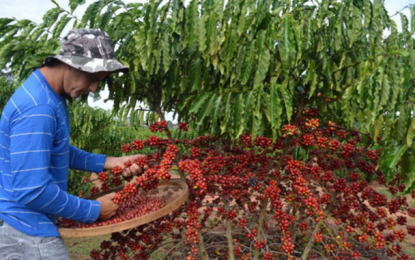 INDICADORES: Café arábica registra alta no preço nesta quinta-feira (14)
