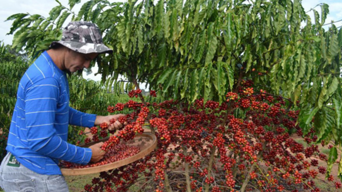 INDICADORES: Café arábica registra alta no preço nesta quinta-feira (14)