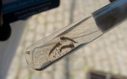 MINUTO DA SAÚDE: Saiba quais são os sintomas chikungunya, transmitida pelo mosquito Aedes aegypti