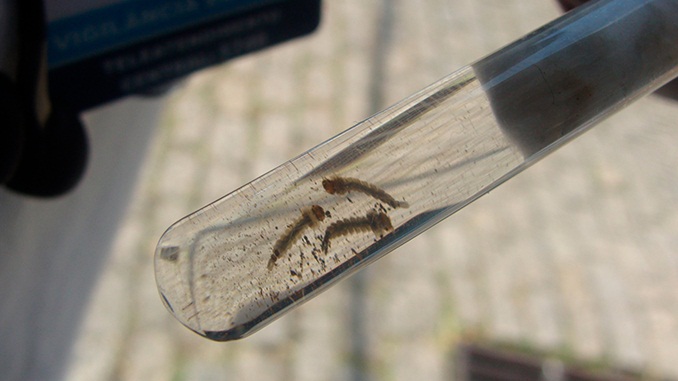 MINUTO DA SAÚDE: Saiba quais são os sintomas chikungunya, transmitida pelo mosquito Aedes aegypti