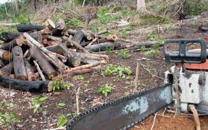 35% do desmatamento na Amazônia é grilagem, aponta IPAM