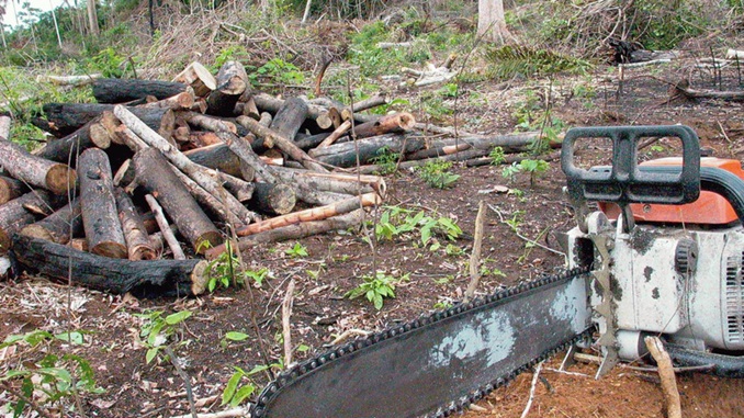 35% do desmatamento na Amazônia é grilagem, aponta IPAM