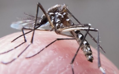 Autoridades espanholas confirmam primeiro caso de dengue transmitido sexualmente
