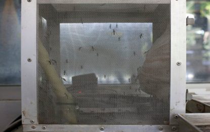 MINUTO DA SAÚDE: Médico sanitarista da Fiocruz alerta para os riscos do Zika Vírus