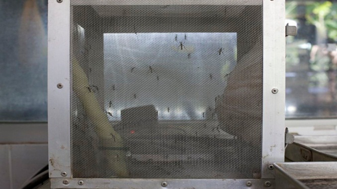 MINUTO DA SAÚDE: Médico sanitarista da Fiocruz alerta para os riscos do Zika Vírus