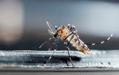 994 municípios brasileiros estão em situação de risco de surto de dengue, zika e chikungunya