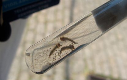 Ministério da Saúde convoca população para combate ao mosquito transmissor da dengue, zika e chikungunya