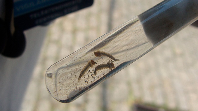 Ministério da Saúde convoca população para combate ao mosquito transmissor da dengue, zika e chikungunya