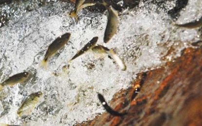 Piracema tem início com proibição de pesca de espécies nativas em Minas