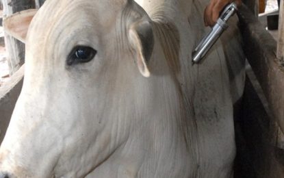 Pelo menos 1 milhão de animais devem ser vacinados contra a febre aftosa no Norte de Minas, afirma IMA
