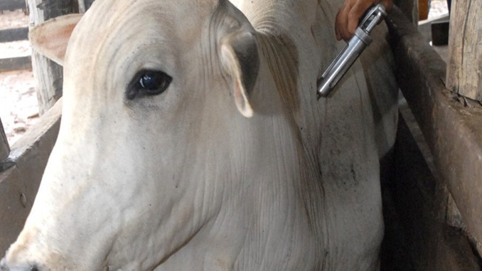 Pelo menos 1 milhão de animais devem ser vacinados contra a febre aftosa no Norte de Minas, afirma IMA
