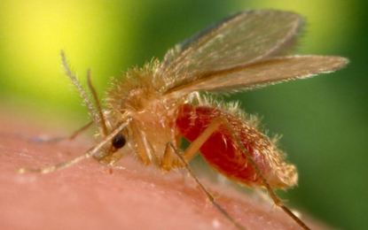 Pesquisadores de São Paulo conseguem traçar atuação do vírus que potencializa a Leishmaniose