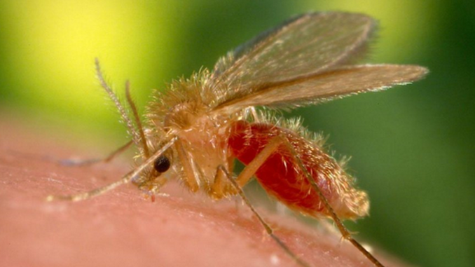 Pesquisadores de São Paulo conseguem traçar atuação do vírus que potencializa a Leishmaniose